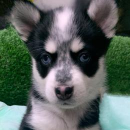 Anneablle - Black and white Pomsky puppy in Austin Metroplex, Texas from Liberty Pomsky