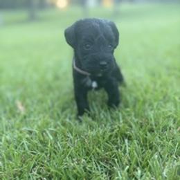 Miniature Schnauzer Puppies from Rebecca LeBoeuf