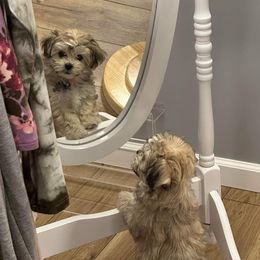 Shichon Puppies from Great Lakes Teddy Bear Dogs