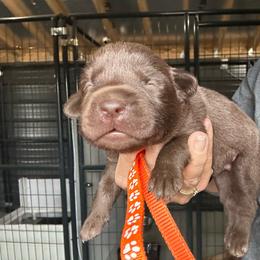 Orange - Chocolate male Labrador Retriever puppy in Newton Grove, North Carolina from Wayalife Labradors & Gsp’s