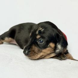 Girl 4 - Dapple female Dachshund puppy in Hollidaysburg, Pennsylvania from Weenie Bros