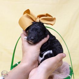 Harpy - Valaurah's Hounds of Zeus - Black Poodle puppy in Eugene, Oregon from Valaurah Farms