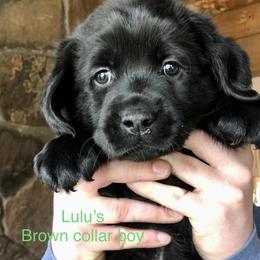 Labrador Retriever Puppies from New England Premier English Labradors