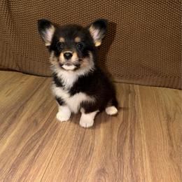 Jet - Black and tan female Pembroke Welsh Corgi puppy in Washington from Castle View Royal Rumps