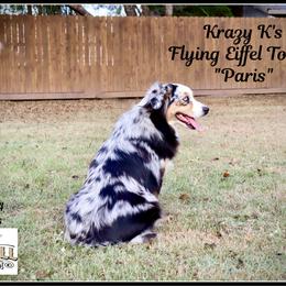 Paris - Miniature Australian Shepherd