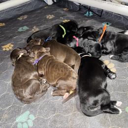 Captain Crunch - Black male Australian Labradoodle puppy in Avon, Indiana from Forever Friends Labradoodles