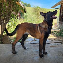 Darius - Red sable male Belgian Malinois puppy in Elizabethton, Tennessee from Forever Family K9