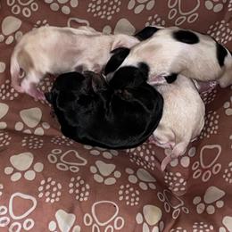 Yorkshire Terrier puppies from Nesha's Pawrific Tails