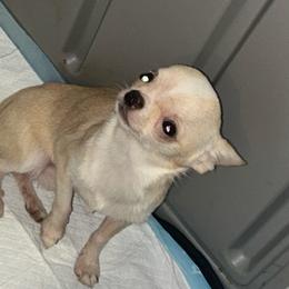 Toby - Cream and white male Chihuahua puppy in New Castle, Delaware from Sasha’s Elite Kennel LLC