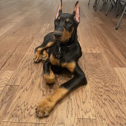 Doberman Pinscher and French Bulldog Puppies from Upper Echelon Kennel