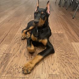Doberman Pinscher and French Bulldog Puppies from Upper Echelon Kennel