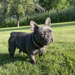 Penny - French Bulldog