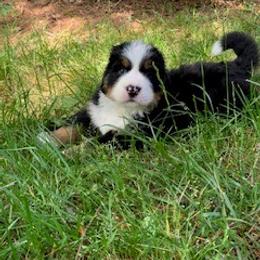 Bernese Mountain Dog Puppies from Blue Ridge Mountains - Bernese Mountain Dog Pups