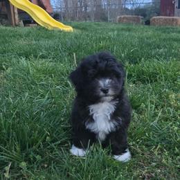 Speed - Black & white male Maltipoo puppy in Boston, Kentucky from MountCarmelPuppies