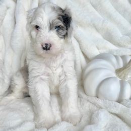 Old English Sheepdog and Sheepadoodle Puppies from The Great White Fluffalo