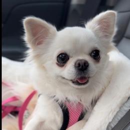 Daisy - Chihuahua