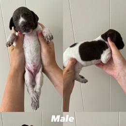 German Shorthaired Pointer Puppies from Lusk Puppies