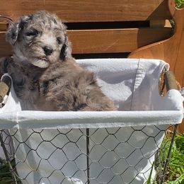 Sheepadoodle Puppies from Primrose Cottage Puppies