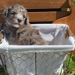 Sheepadoodle Puppies from Primrose Cottage Puppies
