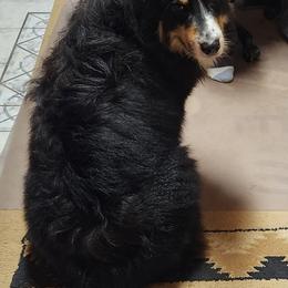 Bodie - Australian Shepherd