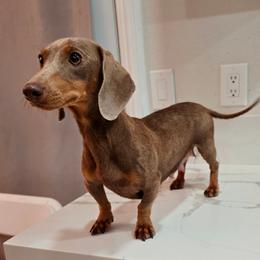 Gala - Dachshund