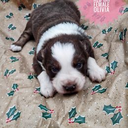 Olivia - Red tri female Miniature Australian Shepherd puppy in Kettle Falls, Washington from Ellie's Miniature Australian Shepherds