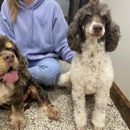 Cockapoo puppies from Batdogsndoodles