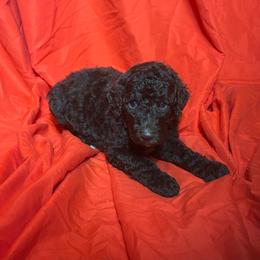 Rhaenys - Brown female Poodle puppy in Atlanta, Georgia from Syren House Doodles & Poodles