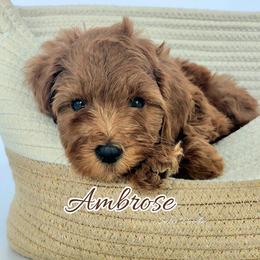 Ambrose - Red  male Goldendoodle puppy in Humboldt, Minnesota from Sister Doodles