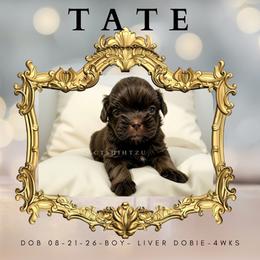Prince Tate - Chocolate male Shih Tzu puppy in Xenia, Ohio from Crown & Tress Shih Tzu