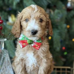 Hulk- gray collar - Red  male Goldendoodle puppy in Yuciapa, California from AlltheDoodlez_