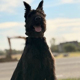 Phoenix - Giant Schnauzer