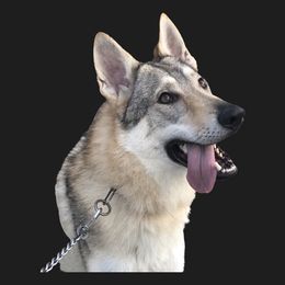 Hanna - Czechoslovakian Vlcak