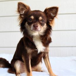 Fenix - Chocolate and tan female Chihuahua puppy in Forsyth, Georgia from Brooks Grove Canines LLC