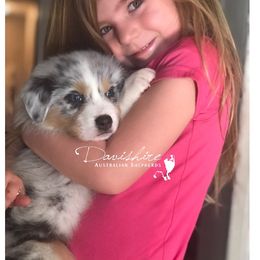 Australian Shepherd Puppies from Davishire Australian Shepherd