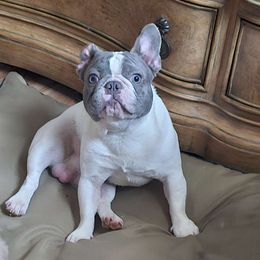 Cloud - Blue French Bulldog puppy in Hampton, Georgia from Wilkson's French Bulldogs
