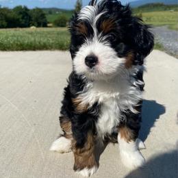 Dakota - Tri-color male Bernedoodle puppy in New Market, Virginia from Frosty & Ginger Co Home of Doodles