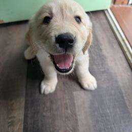 Scout - Light golden female Golden Retriever puppy in Parma, Ohio from Big Creek Goldens