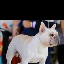 French Bulldog and Labrador Retriever Puppies from Desiree Ortiz's French Bull Dogs and Labrador Retrievers