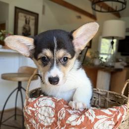 Pembroke Welsh Corgi puppies from Cottage Hill Corgis