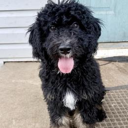 Preacher - Tri-color male Bernedoodle puppy in Comanche, Texas from Central Texas Doodles, LLC.
