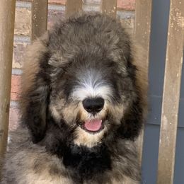 Travolta - Tri-color Bernedoodle puppy in Beaumont, Texas from Bluemoon Bernedoodles