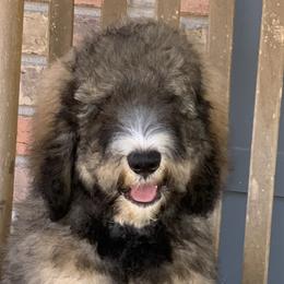 Travolta - Tri-color Bernedoodle puppy in Beaumont, Texas from Bluemoon Bernedoodles