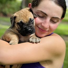 Bullmastiff Puppies from Olga Contant