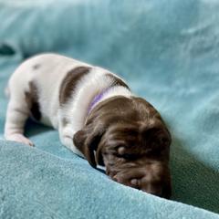 Purple - Liver and white female German Shorthaired Pointer puppy in Aberdeen, Idaho from Idaho GSP