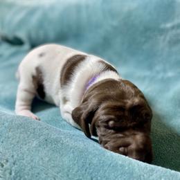Purple - Liver and white female German Shorthaired Pointer puppy in Aberdeen, Idaho from Idaho GSP