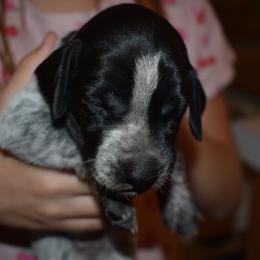 Sugarfoot- hot pink - Black and white female German Shorthaired Pointer puppy in Riverdale, Michigan from Ninemire Farm
