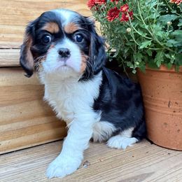 Poppy - Tri-color female Cavalier King Charles Spaniel puppy in Dawsonville, Georgia from Ayerloom Cavaliers