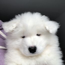 Samoyed Puppies from HaleStorm Samoyeds