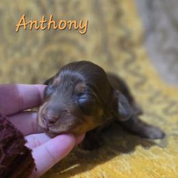 Anthony - Chocolate and tan male Dachshund puppy in Windom, Minnesota from Aster Creek Dachshunds & Australian Shepherds